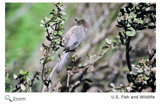Bushtit