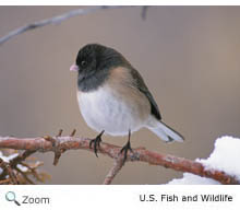 Dark-eyed Junco