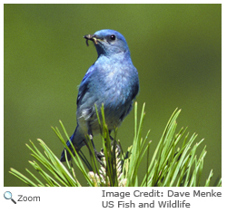 Mountain Bluebird