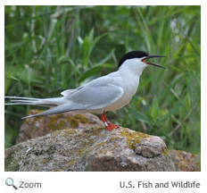 Roseate Tern
