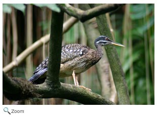 Sunbittern